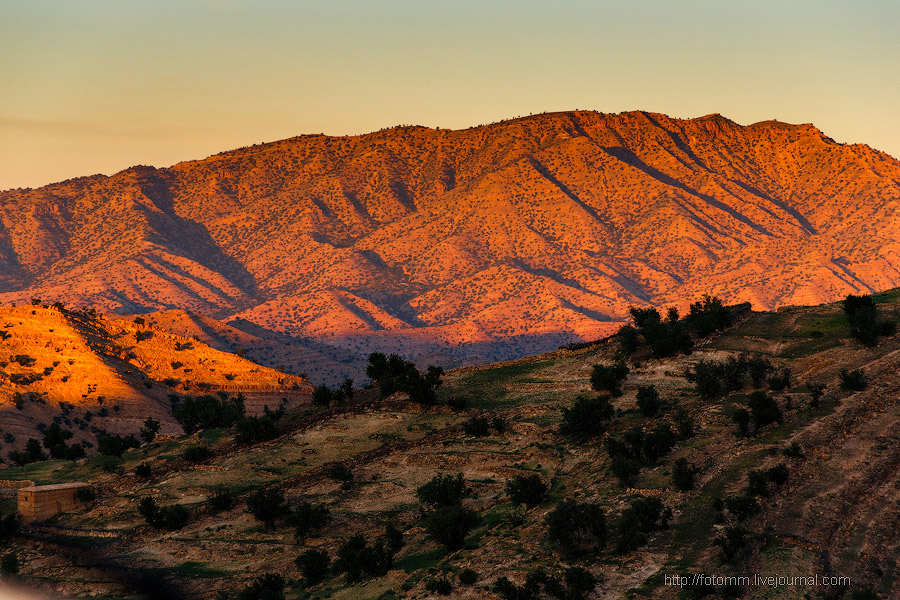 Бутафорский Голливуд и козы на деревьях Бутафорский Голливуд и козы на деревьях