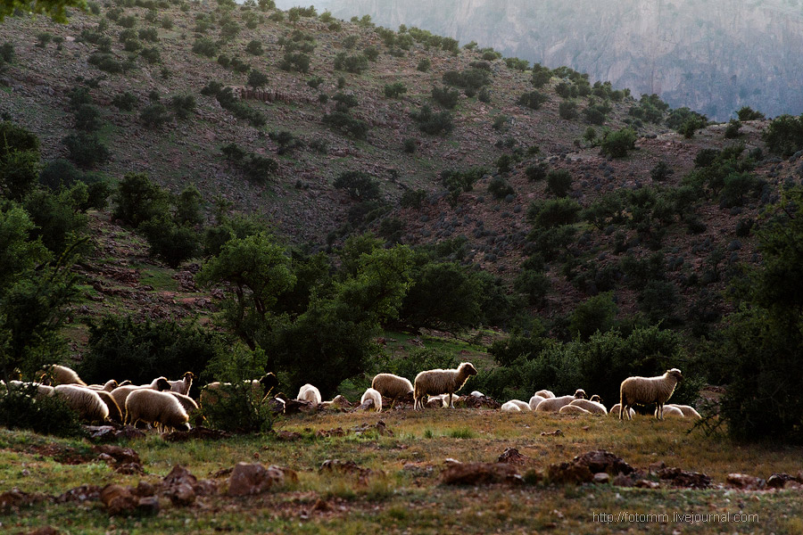 Бутафорский Голливуд и козы на деревьях Бутафорский Голливуд и козы на деревьях