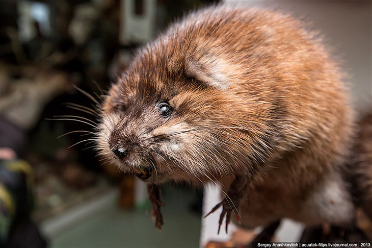 Музей Природы и Человека