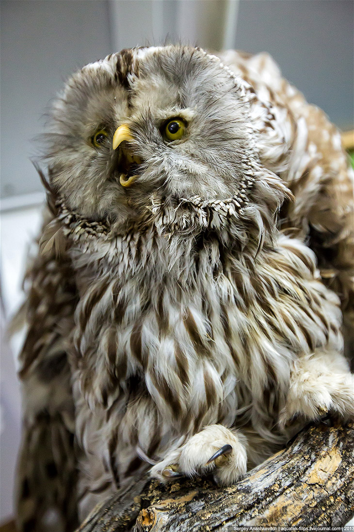 Музей Природы и Человека