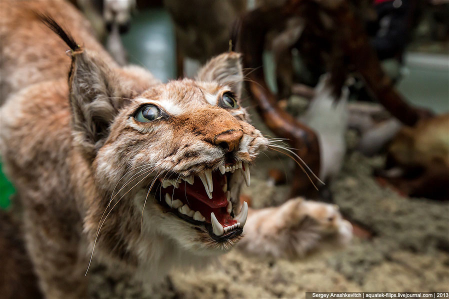 Музей Природы и Человека