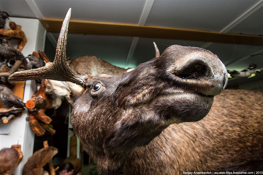 Музей Природы и Человека