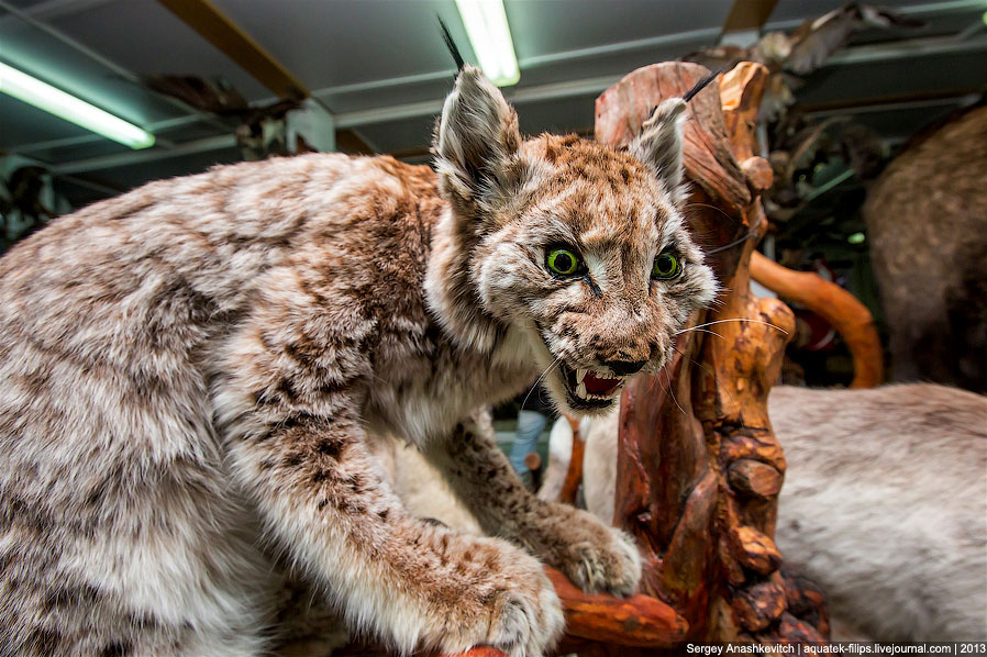 Музей Природы и Человека