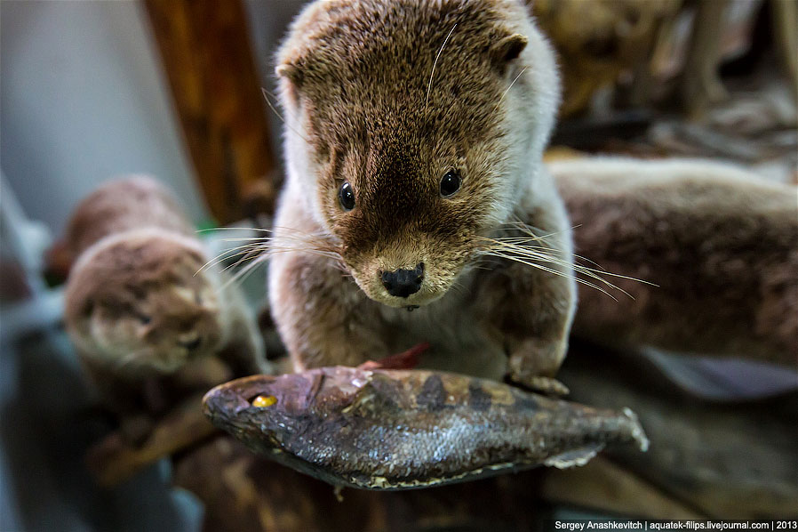 Музей Природы и Человека