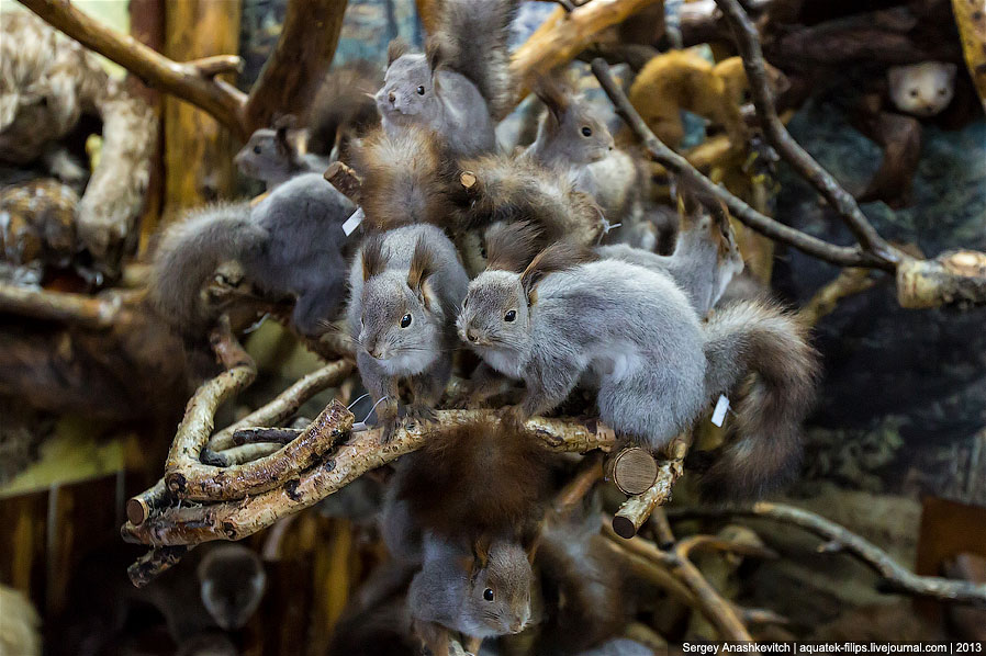 Музей Природы и Человека