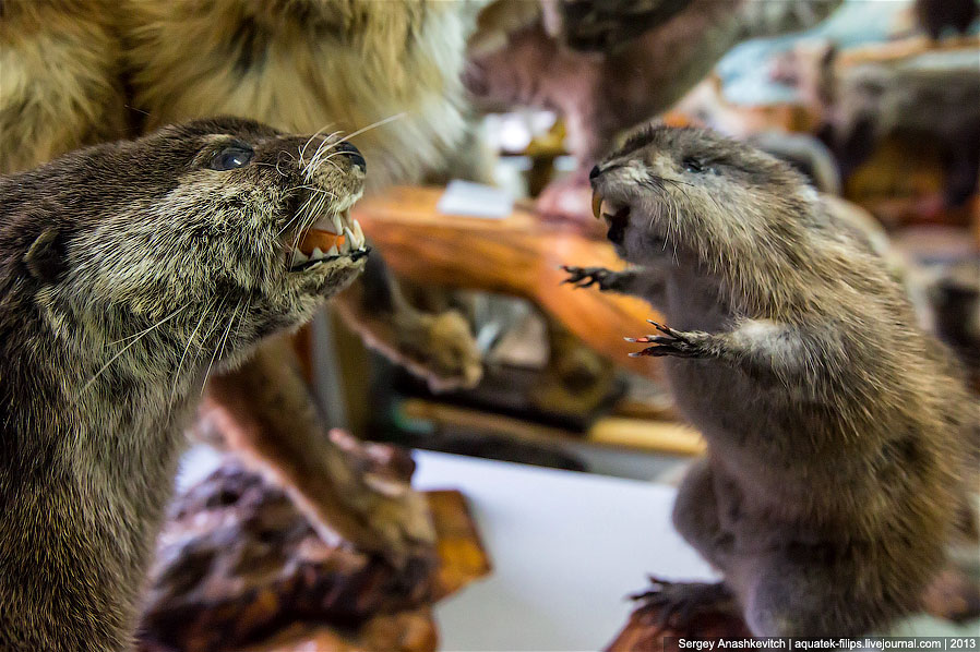 Музей Природы и Человека