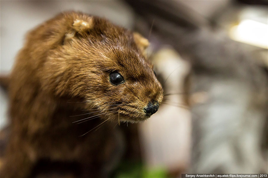 Музей Природы и Человека