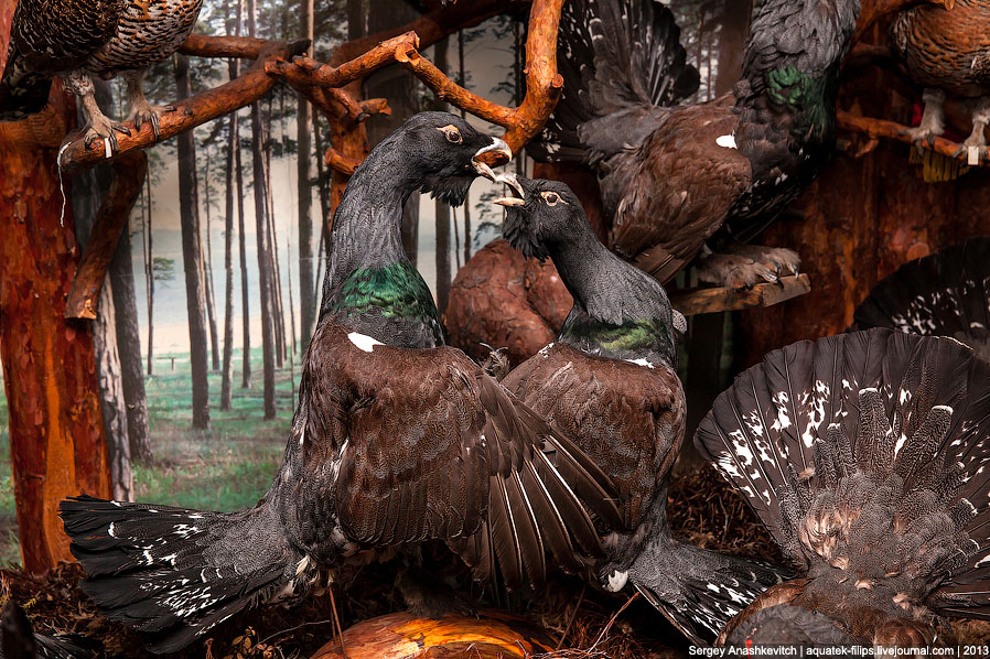 Музей Природы и Человека