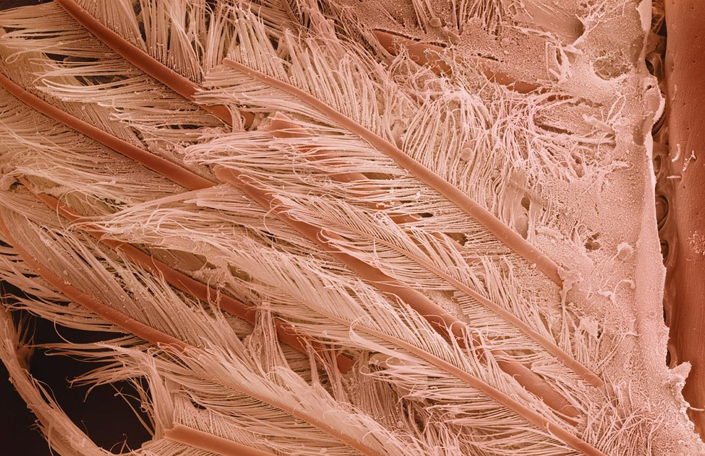 Еда под микроскопом