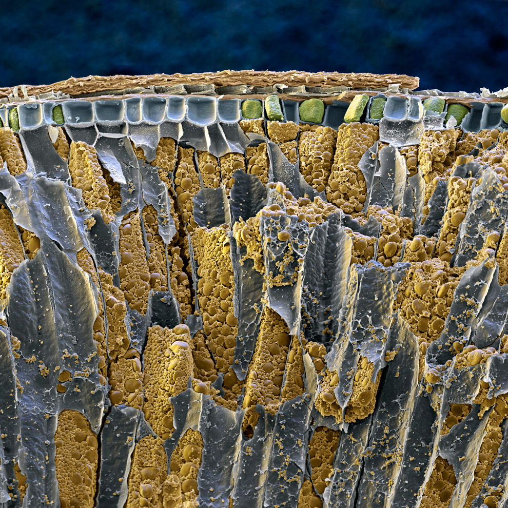 Еда под микроскопом