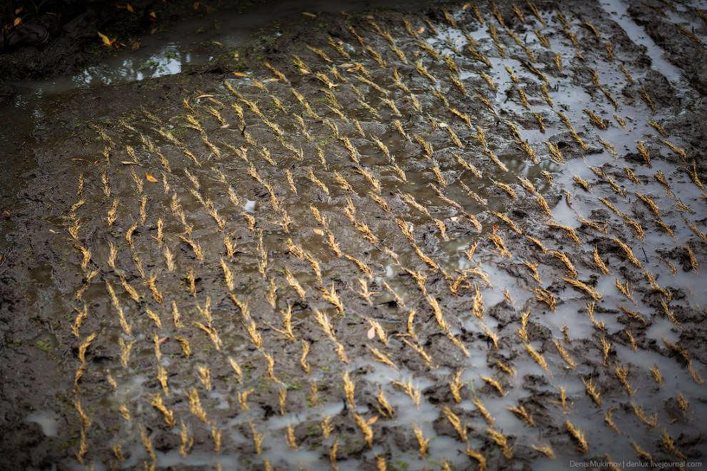 Рисовые террасы Банауэ