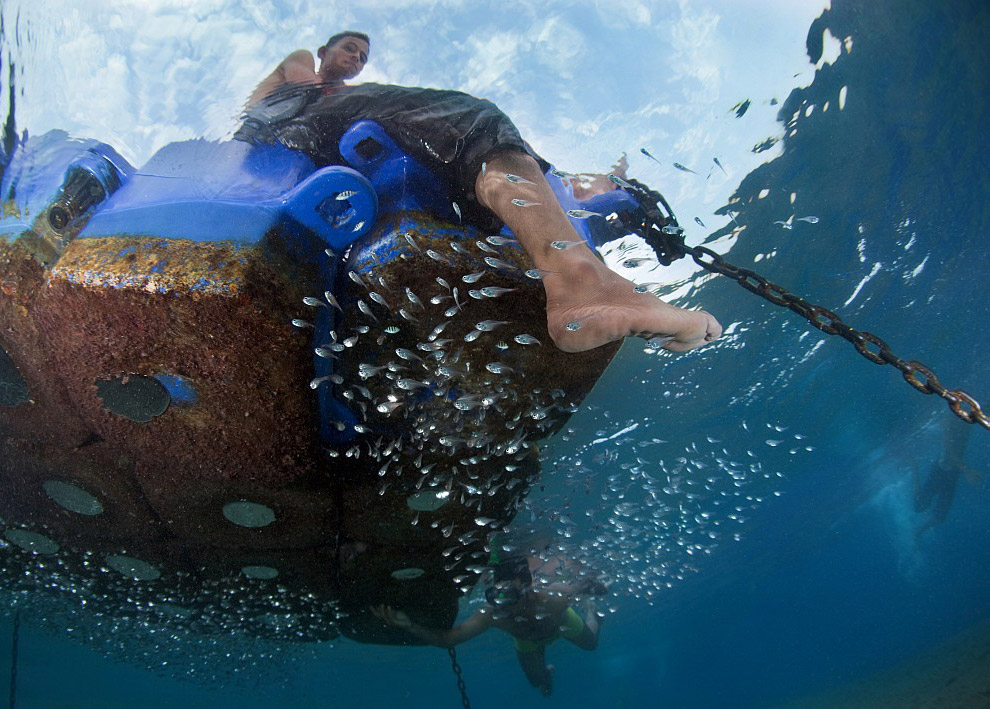 Дикий журнал