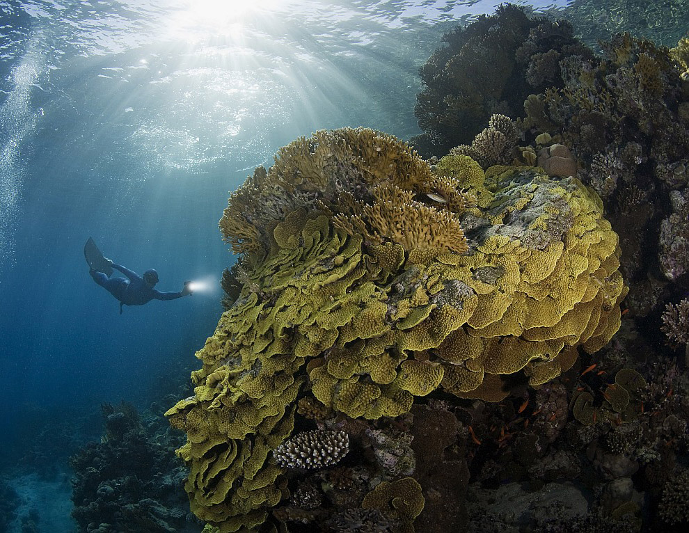 Дикий журнал