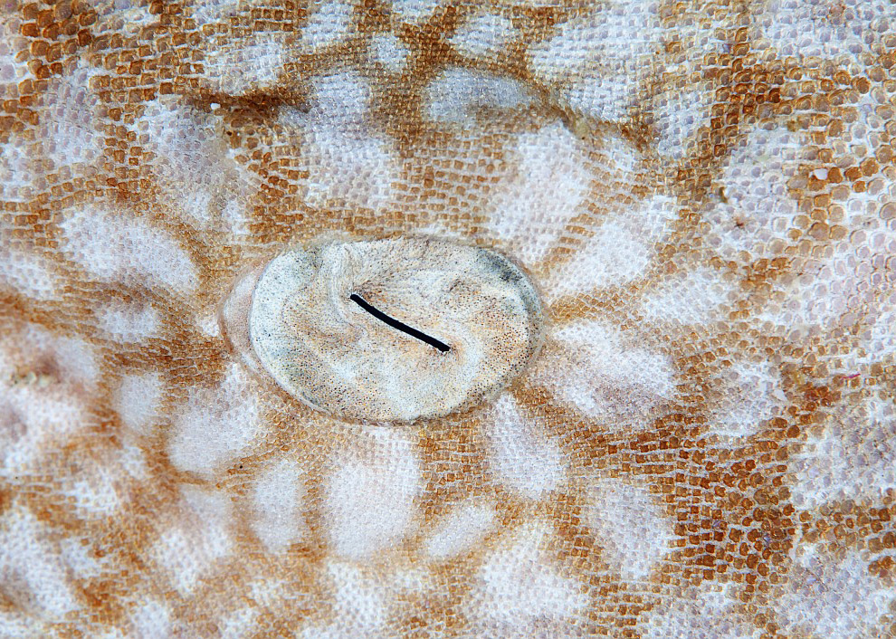 Дикий журнал