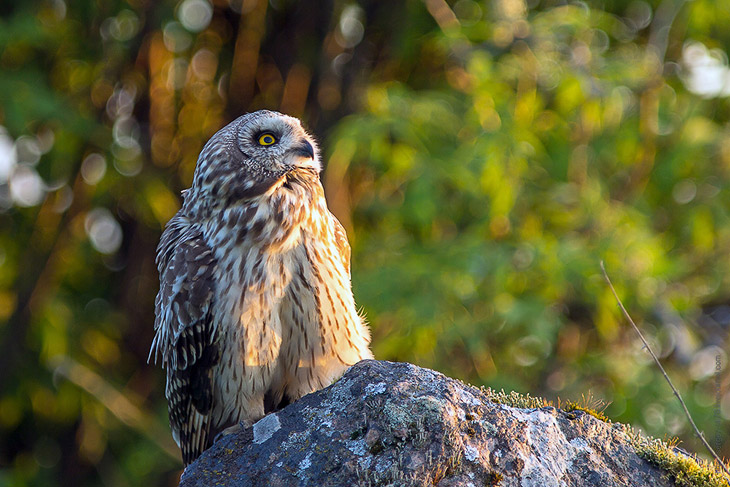 Совиная история