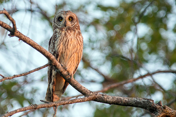 Совиная история