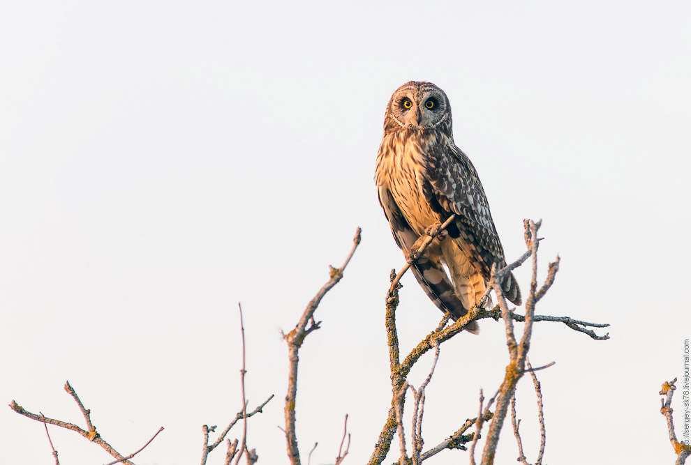 Совиная история