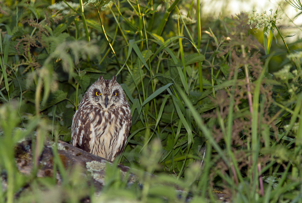 Совиная история