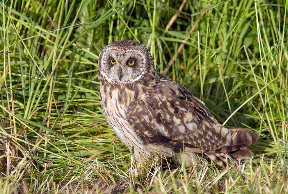 Совиная история