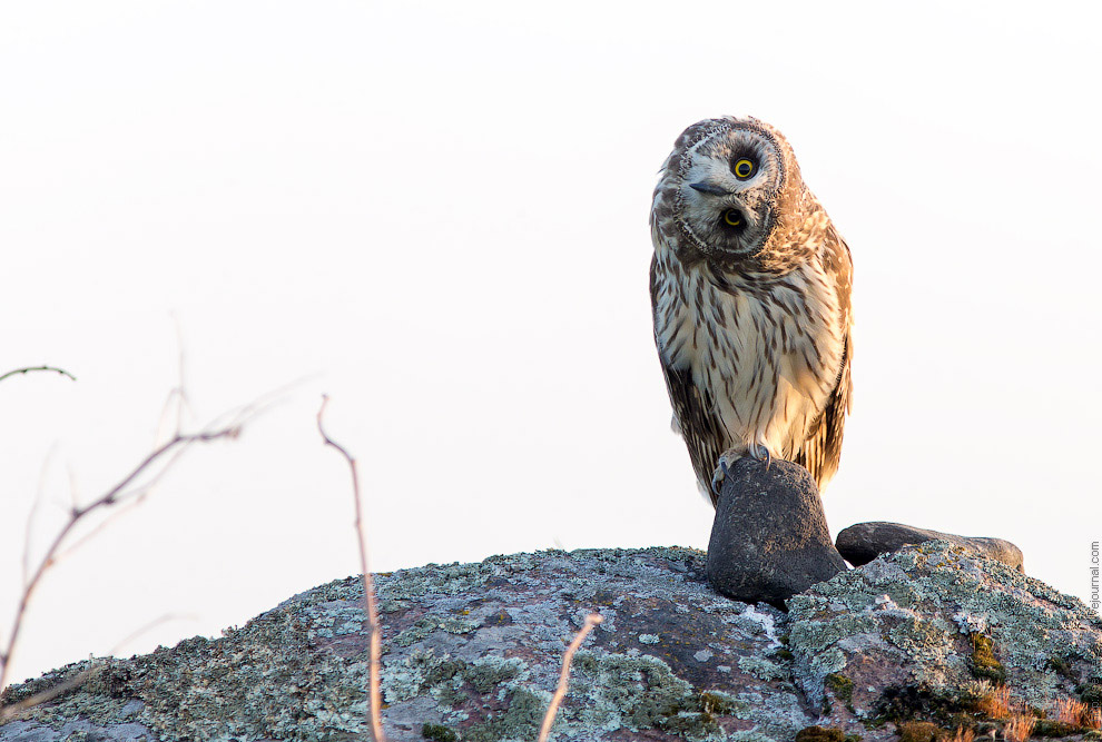 Совиная история