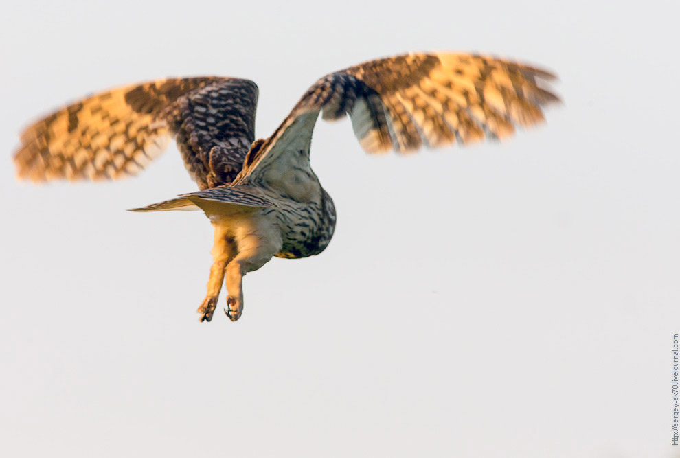 Совиная история