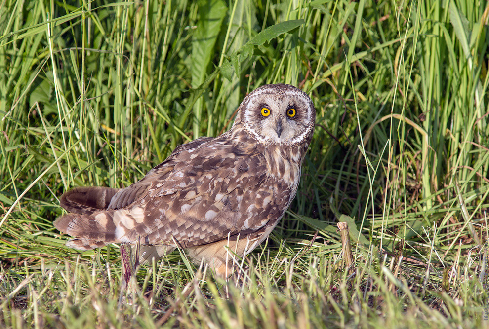 Совиная история