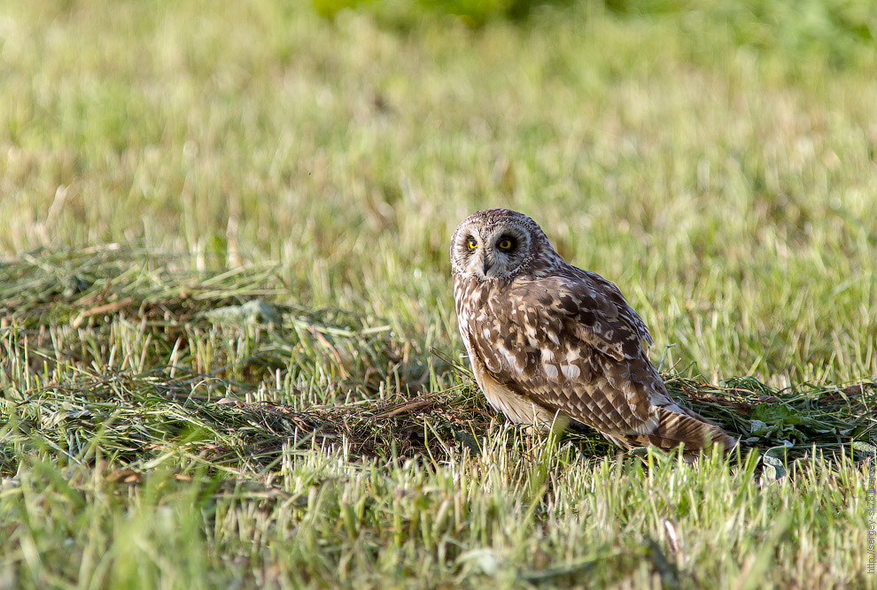 Совиная история
