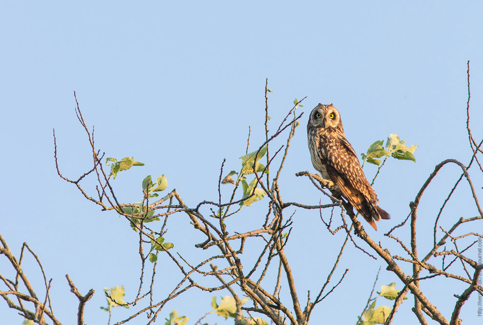 Совиная история