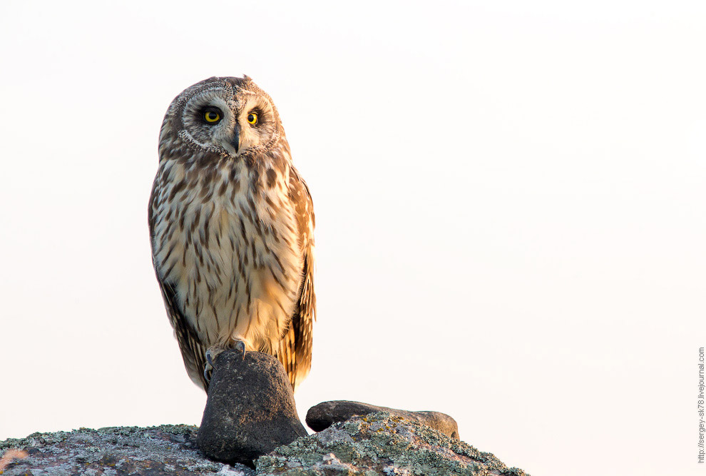 Совиная история