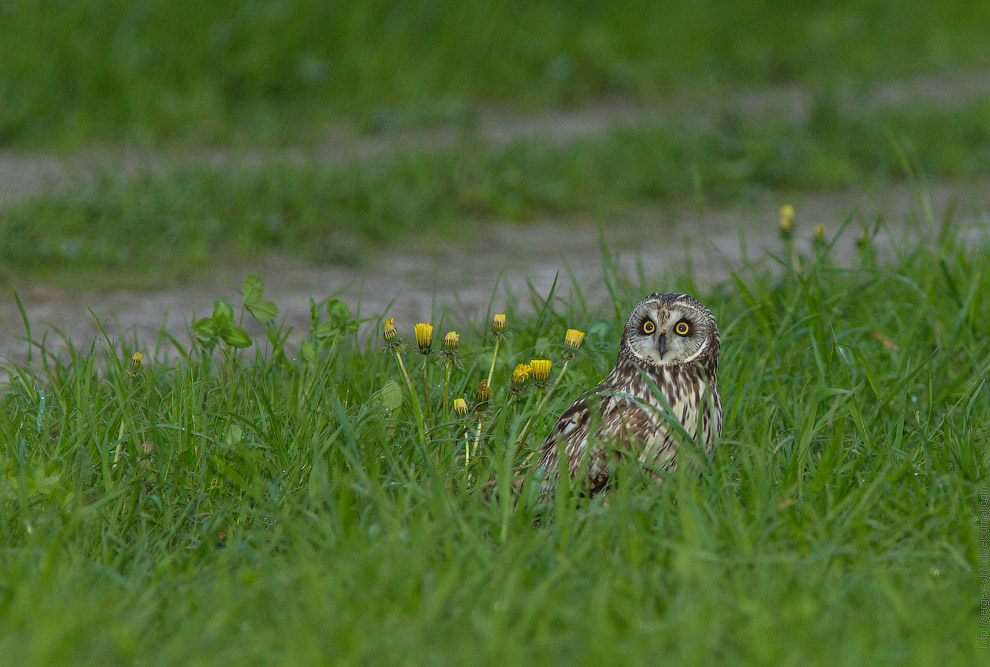 Совиная история
