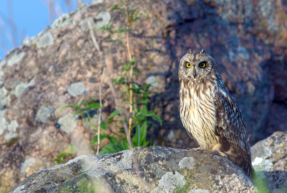 Совиная история