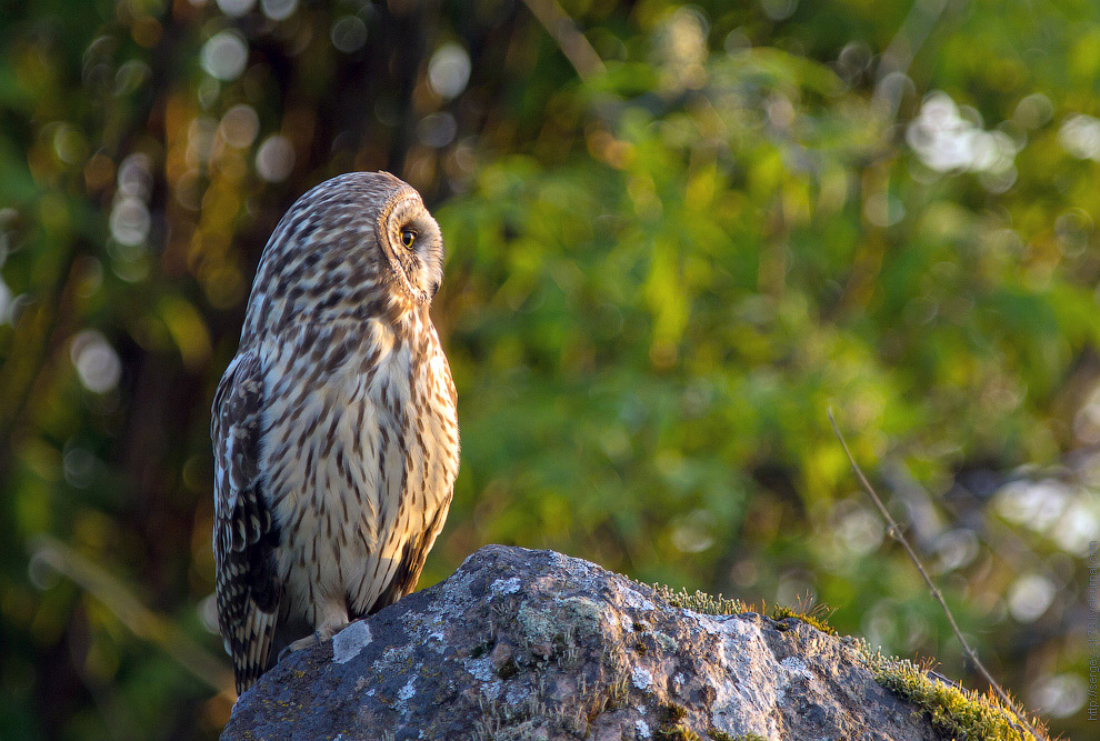 Совиная история