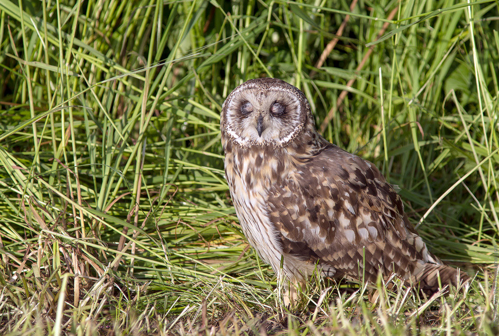 Совиная история