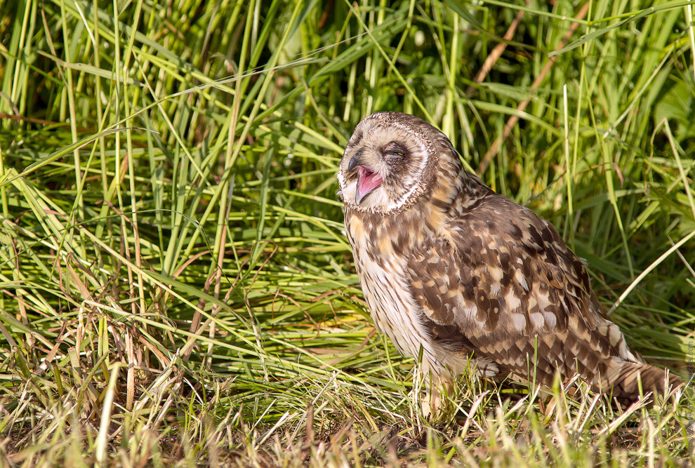 Совиная история