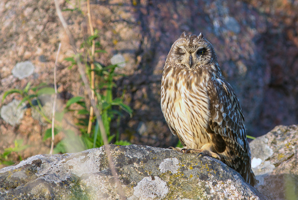 Совиная история