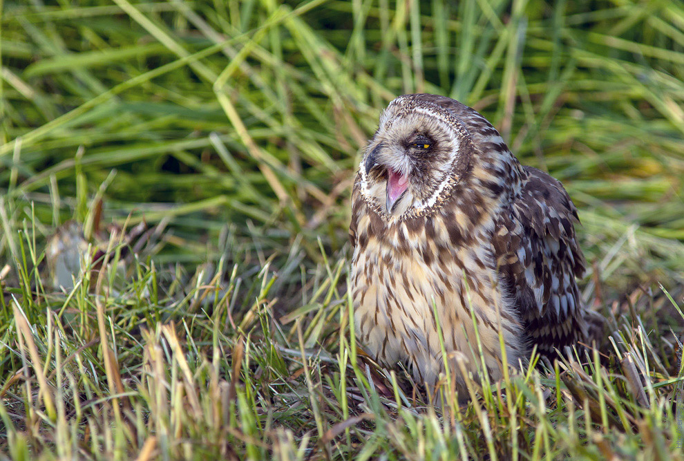 Совиная история