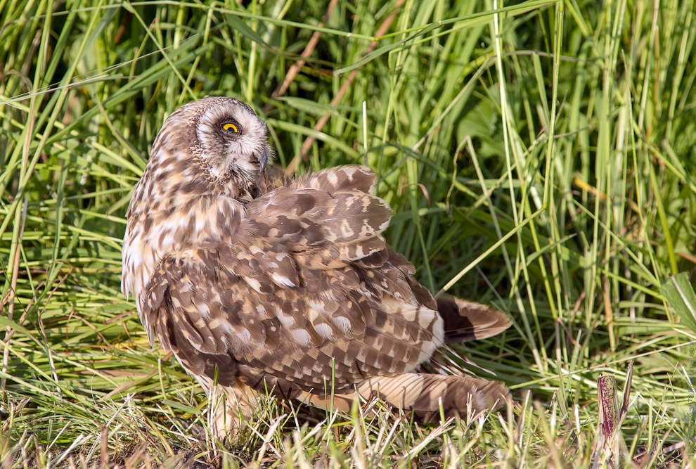 Совиная история