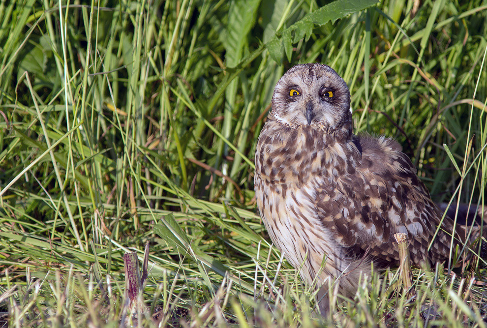 Совиная история