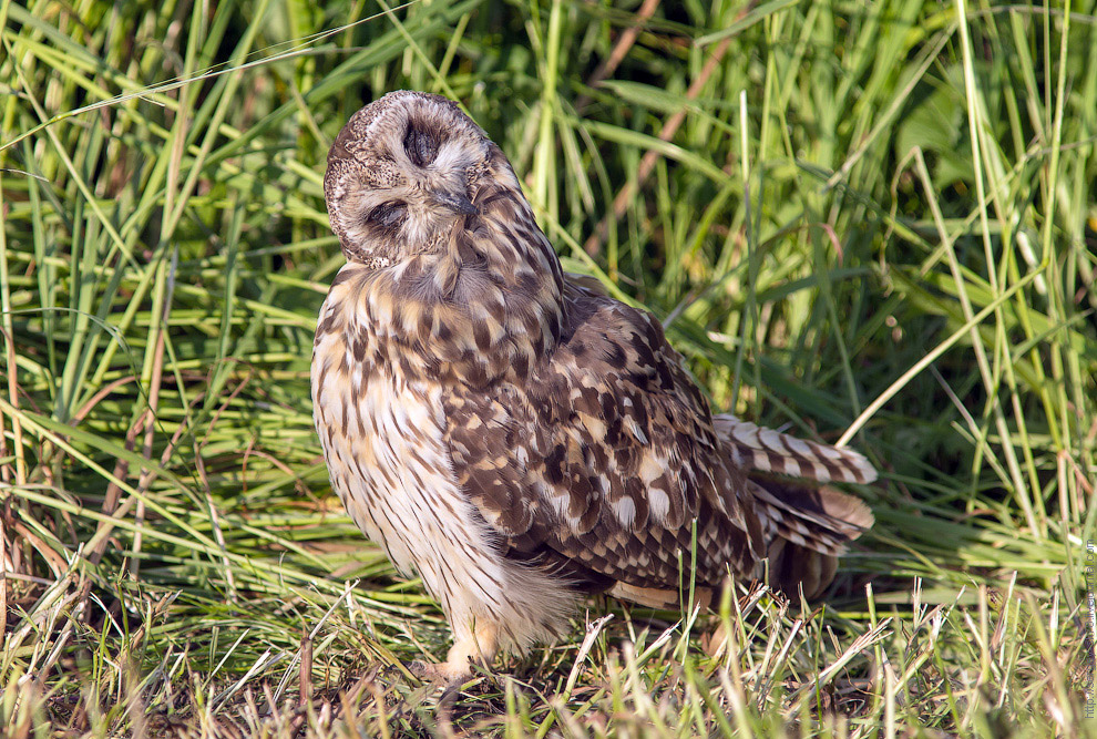 Совиная история