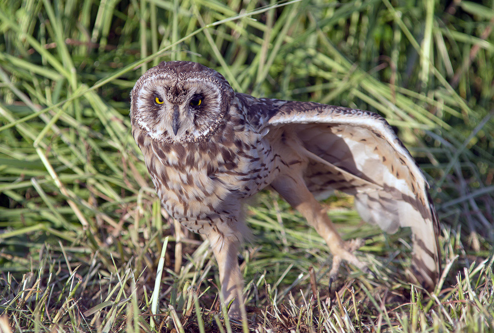 Совиная история