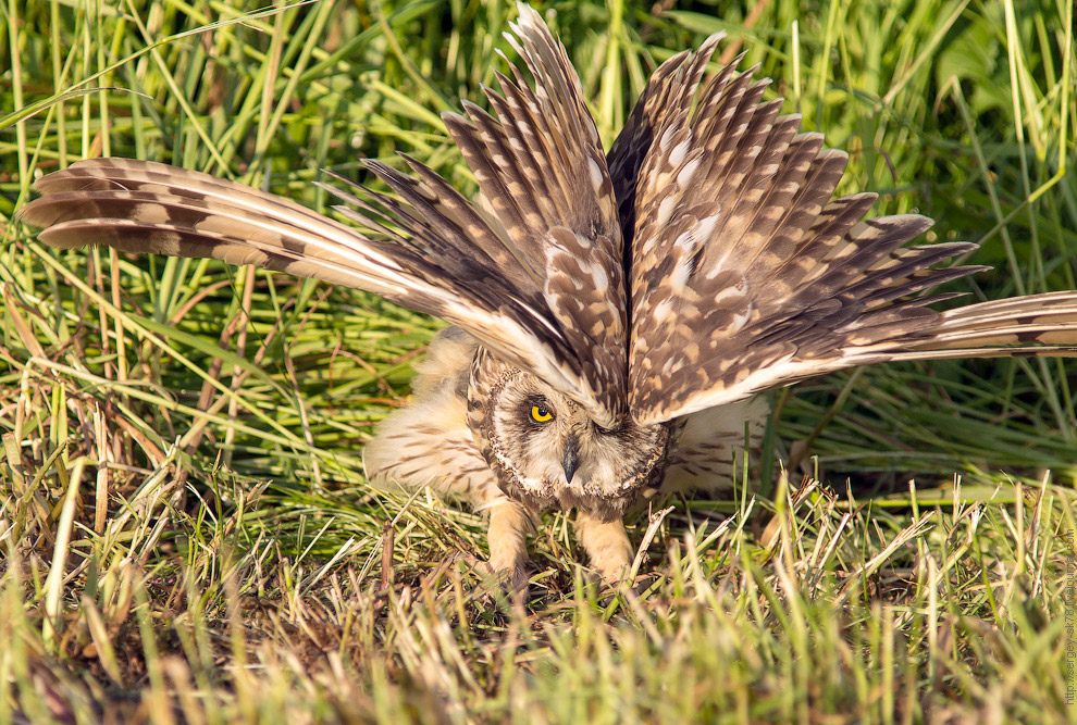 Совиная история