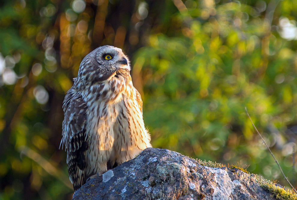 Совиная история