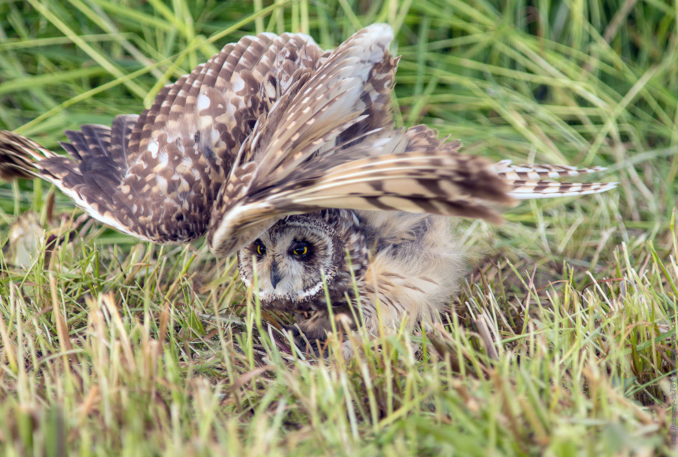 Совиная история