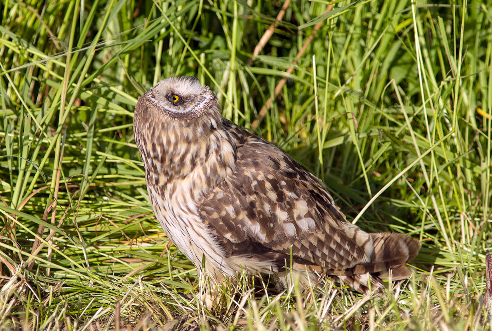 Совиная история