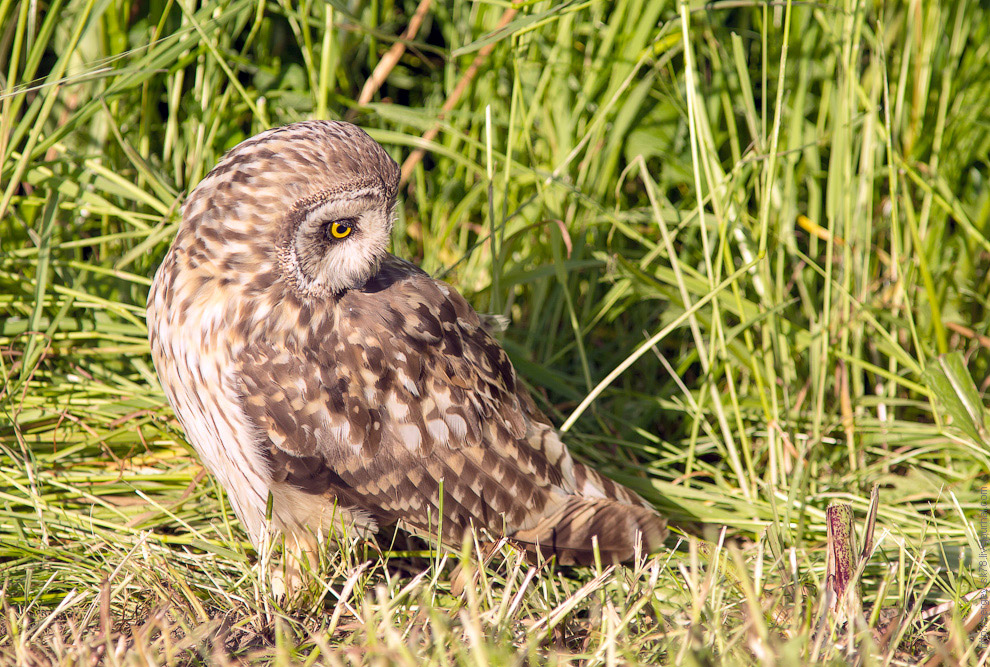 Совиная история