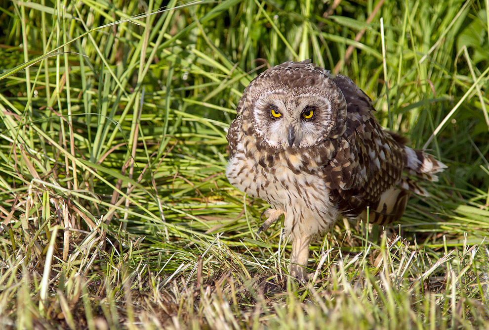 Совиная история