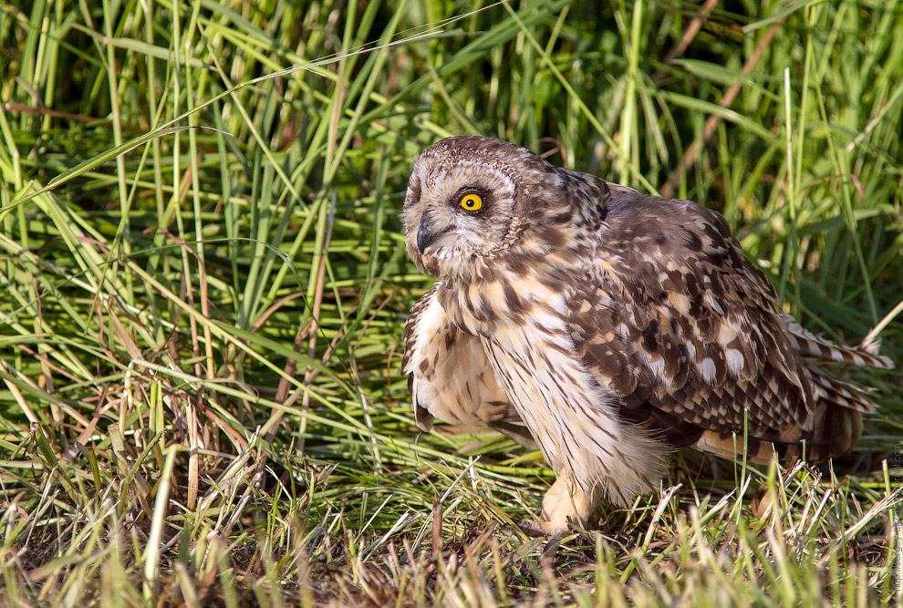 Совиная история