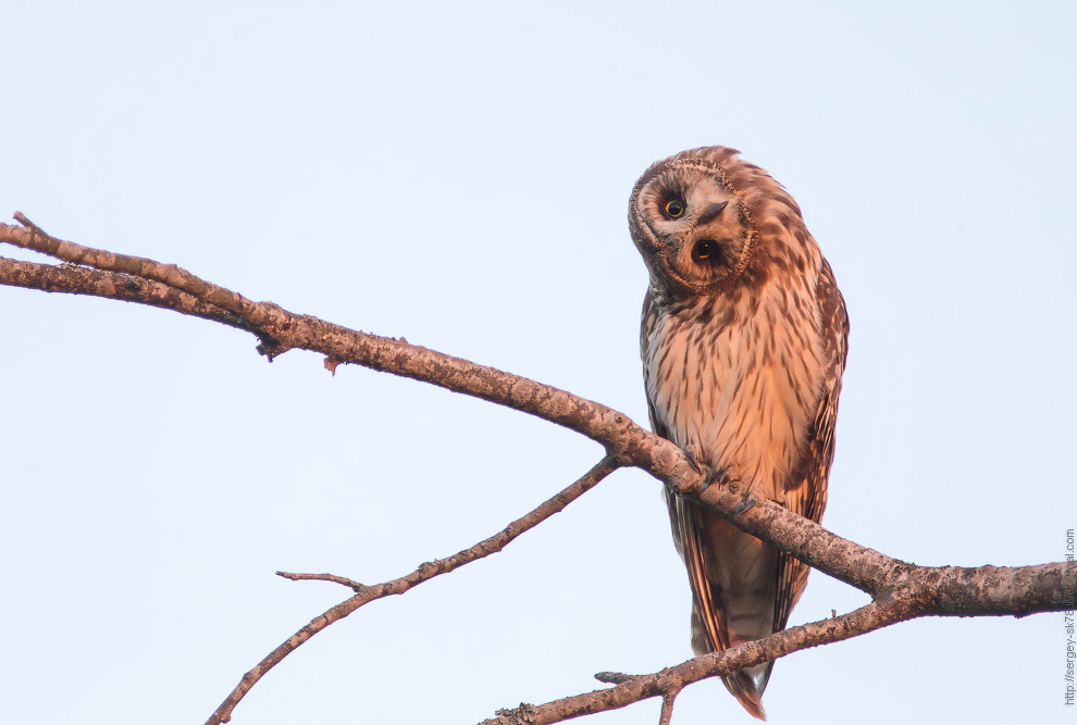 Совиная история