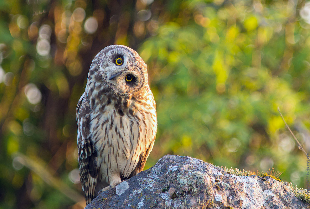 Совиная история