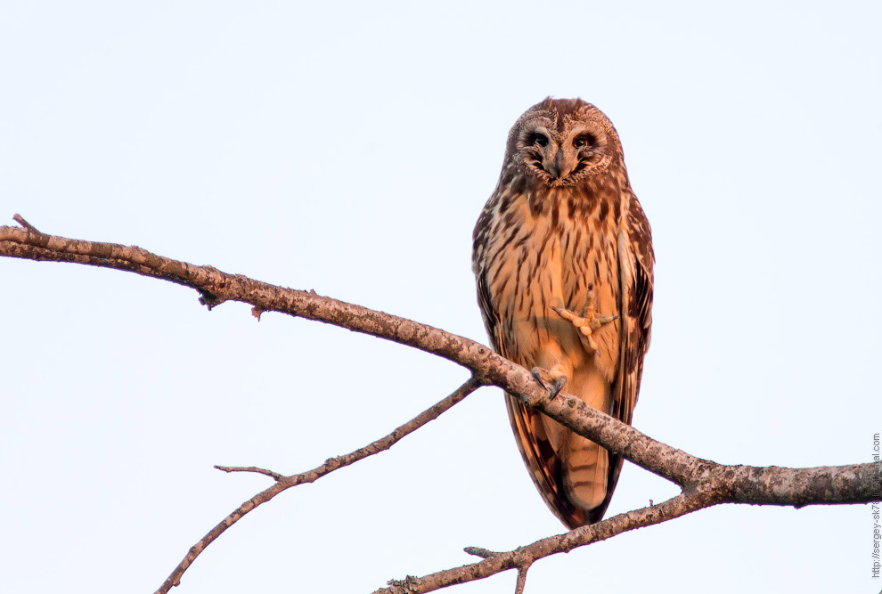 Совиная история